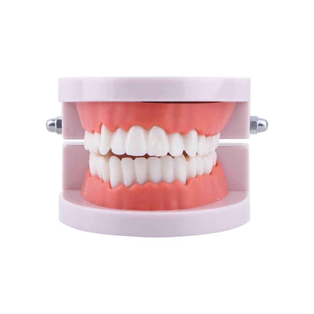 Pro White Lab Typodont Demonst - đánh giá và giá Medical Lab Study