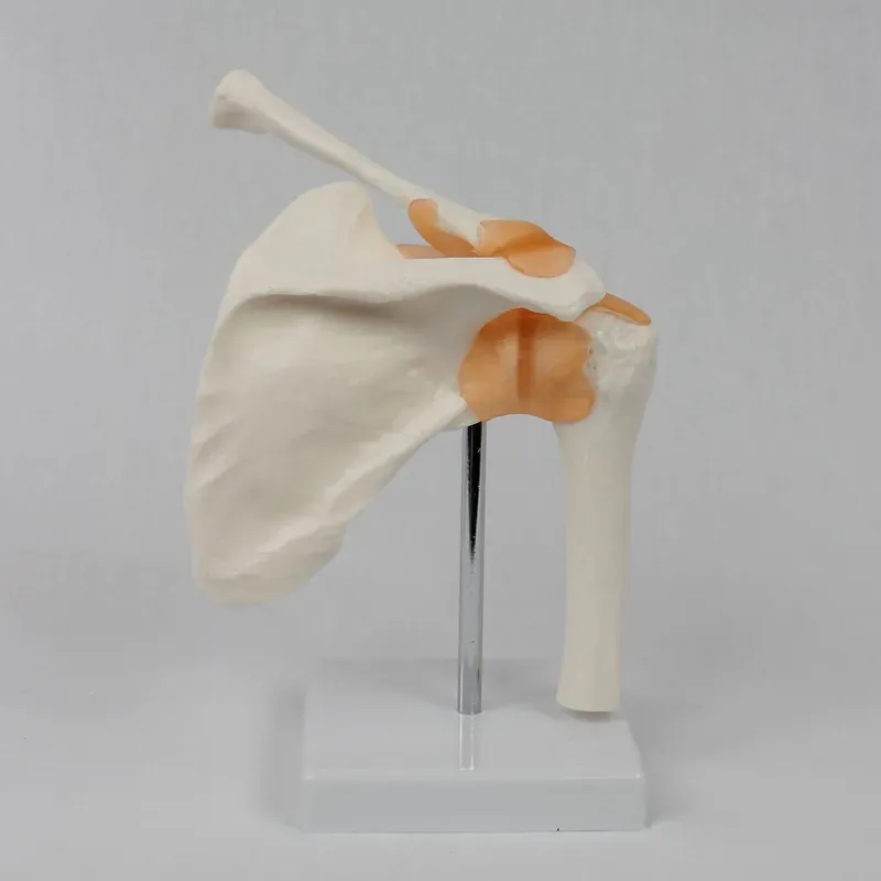 Functional Shoulder Joint Mode - đánh giá và giá Medical Lab Study