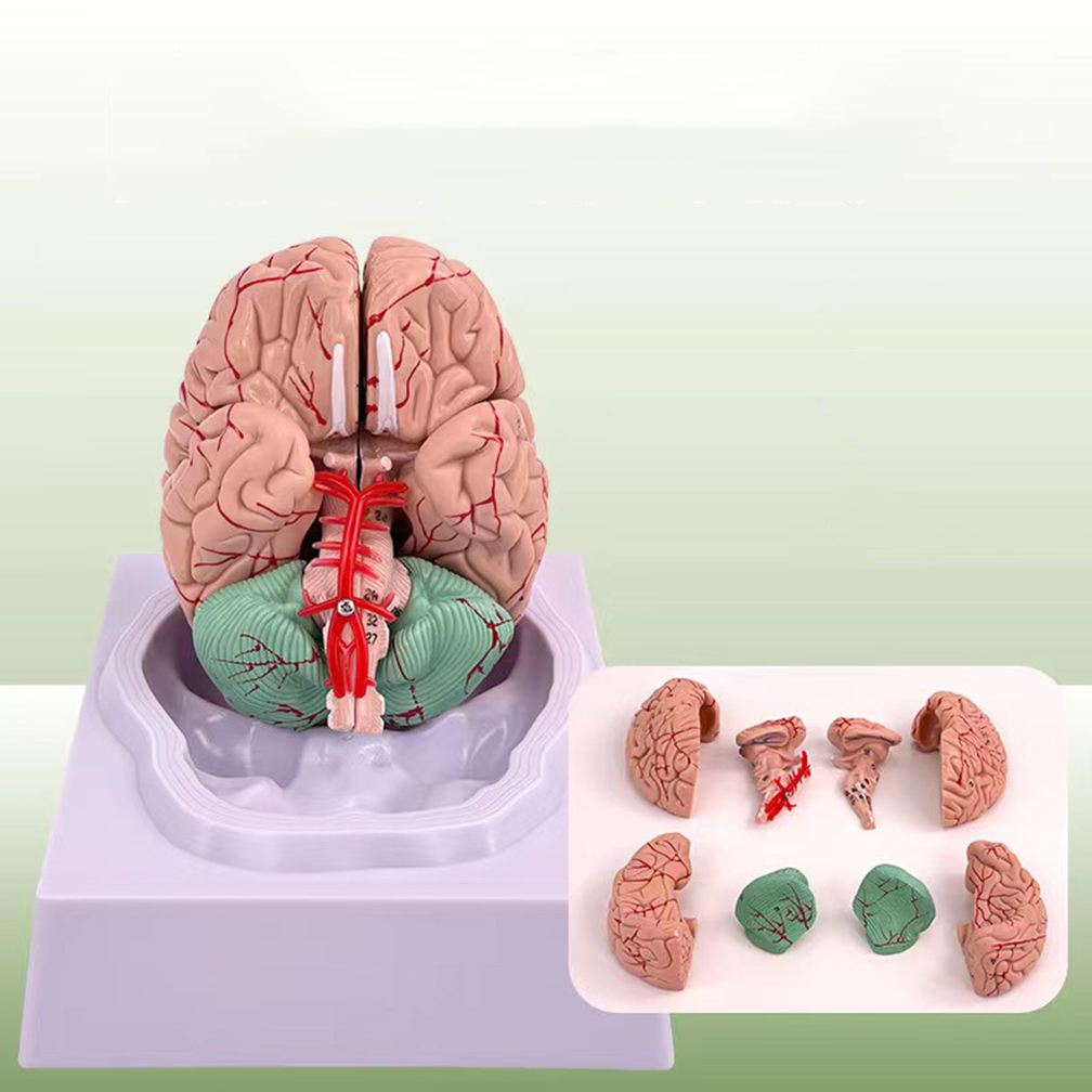 Human Life Size People Brain F - đánh giá và giá Medical Lab Study
