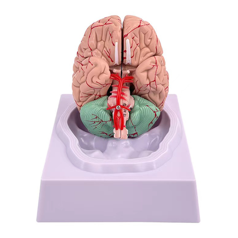 Human Life Size People Brain F - đánh giá và giá Medical Lab Study